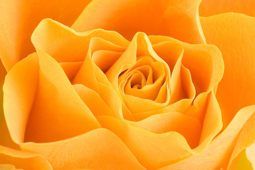 gambar mawar kuning