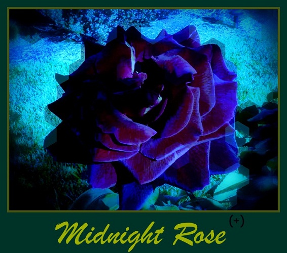 Gambar bunga mawar midnight