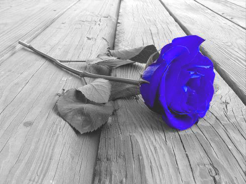 gambar mawar biru