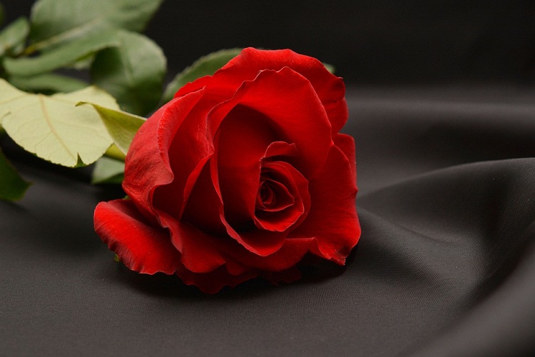 gambar mawar merah