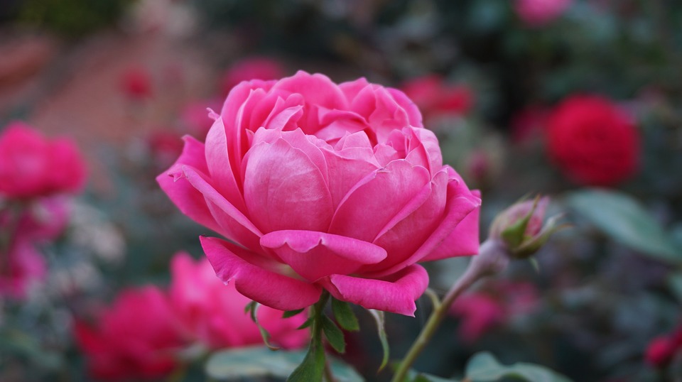 gambar mawar pink terindah