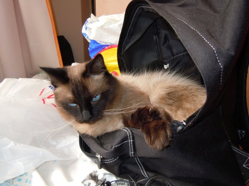Harga Kandang Kucing Tas Portable