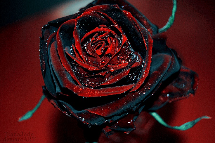 gambar mawar hitam merah
