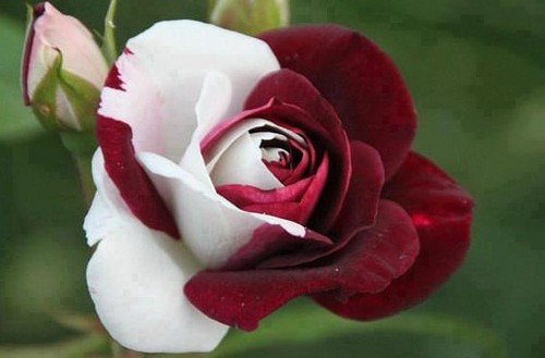 gambar bunga mawar merah putih
