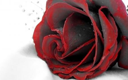 Gambar mawar merah hitam