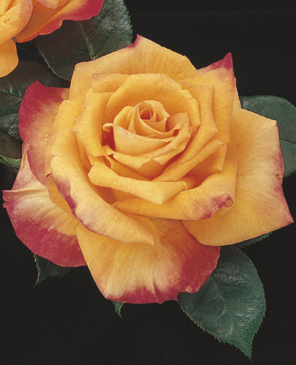 gambar mawar hibrida