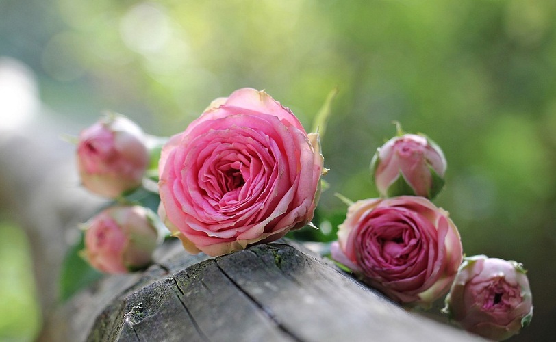 gambar mawar pink tercantik