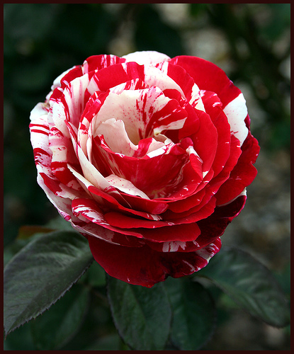 gambar mawar merah putih