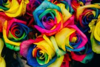 gambar bunga mawar rainbow