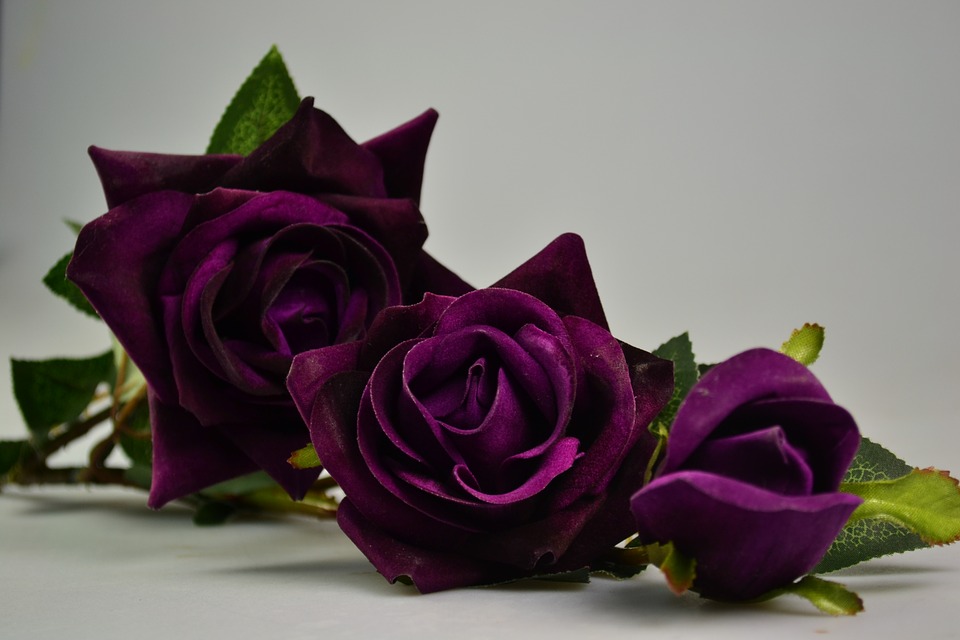 gambar mawar ungu terindah