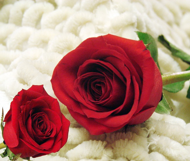 gambar mawar merah cantik